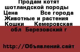 Продам котят шотландской породы › Цена ­ 2 000 - Все города Животные и растения » Кошки   . Кемеровская обл.,Березовский г.